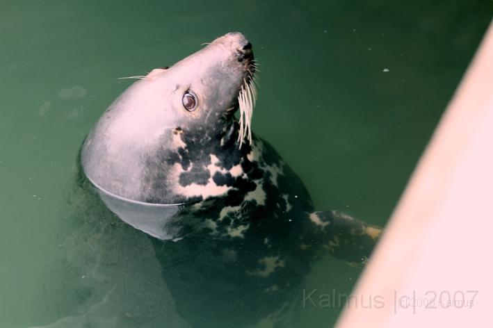 Heinz der Seehund.jpg - Der Seehund im Hafenbecken von Hörnum.